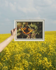 Obraz obrazek motyl rusałka pokrzywnik wydruk 