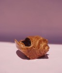 Muszla muszelka ceramiczna vintage