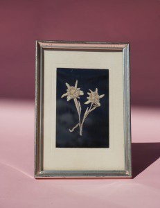 Obrazek szarotki kwiaty prasowane vintage