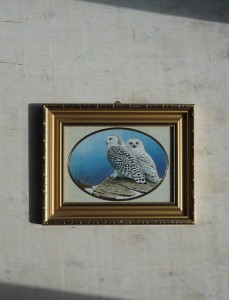 Obrazek wydruk sowy vintage