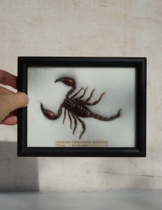 Skorpion w gablotce taksydermia vintage