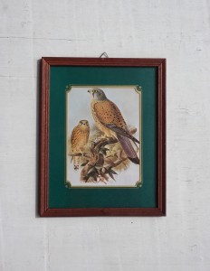 Obrazek ptaki pustułka vintage