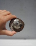 Dekoracja skamielina amonit 