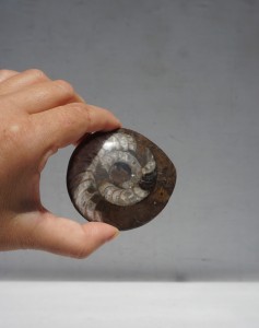 Dekoracja skamielina amonit 