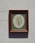 Obrazek kwiaty tuberoza vintage