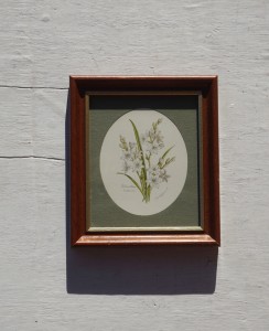 Obrazek kwiaty tuberoza vintage
